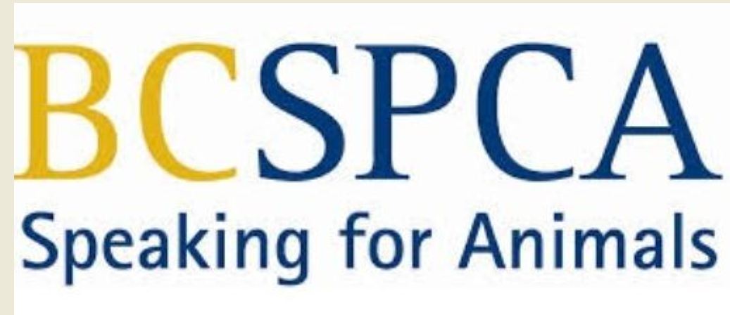 FILE PHOTO:  Additional funding for the BC SPCA was unveiled today by the province.