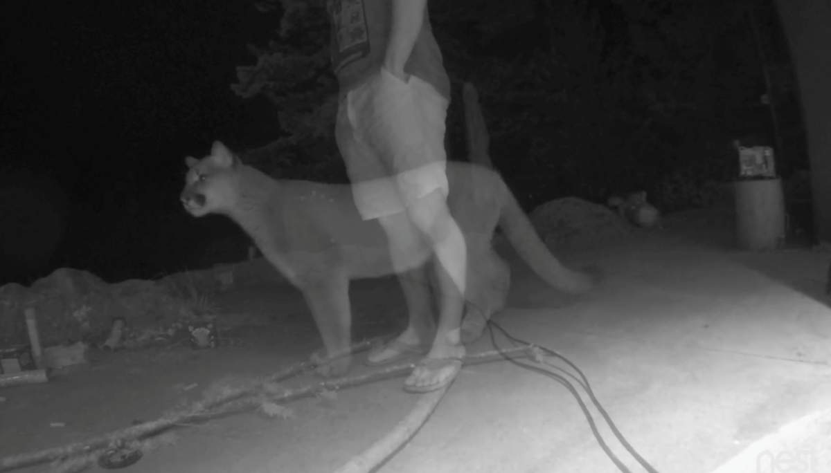 WATCH: Deep Cove man captures video of cougar in his backyard - image