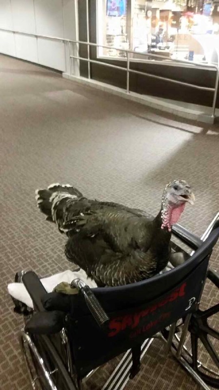 Small world apparently – a second Reddit user followed with another image, allegedly of the same turkey before boarding.