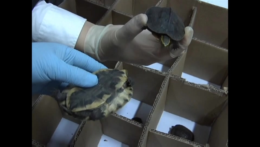 Canadian turtle smuggler snapped with 5 years in U.S. prison - image