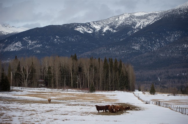 Cattle huddle together on a ranch in the Robson Valley below Mount Monroe on Saturday, January 30, 2016. 