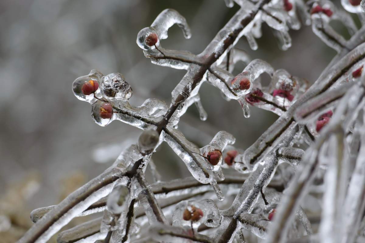 Freezing rain accumulating on a tree