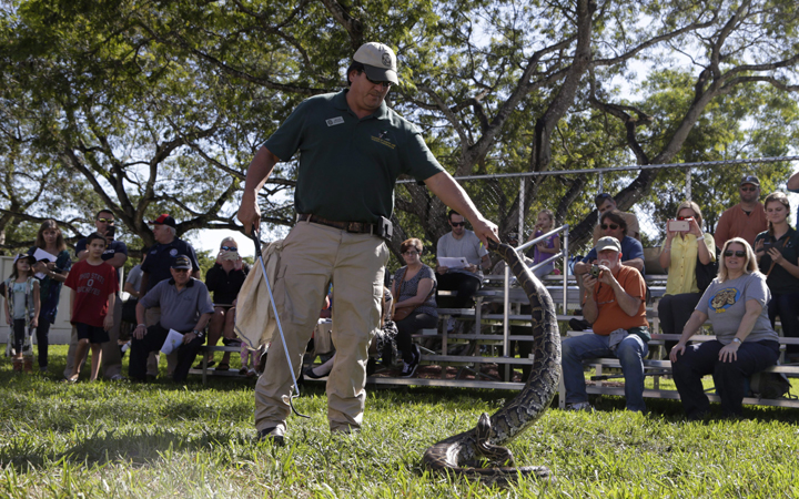Jeffrey Fobb, of the Florida Fish and Wildlife Conservation Commission (FWC), shows how to capture a live Burmese python during the Invasive Species Awareness Festival, Saturday, Jan. 16, 2016, in Miami. 