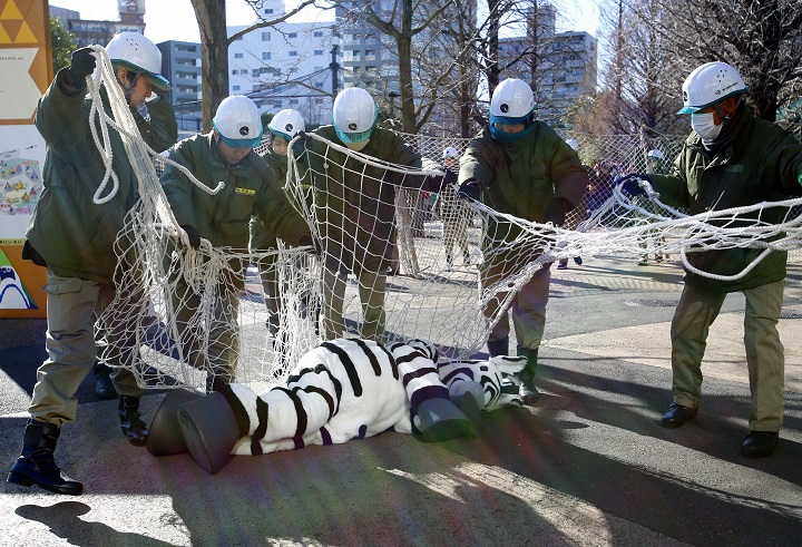 Employees at Ueno Zoo use a net to capture a mock zebra during an emergency drill, in Tokyo, Tuesday, Feb. 2, 2016. Ueno Zoo conducted the drill in scenario when a zebra escapes its cage.