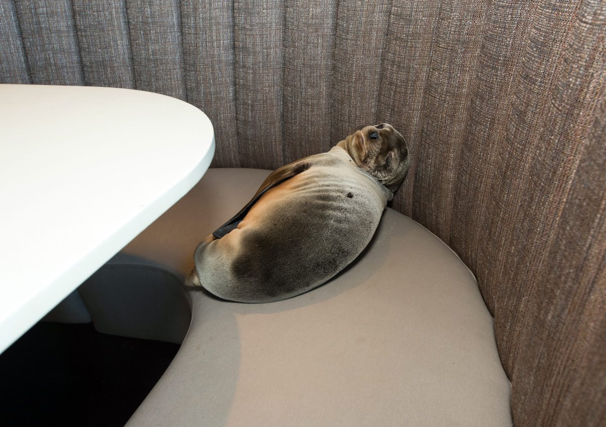 In a photo provided by SeaWorld, an 8-month-old female sea lion pup is shown where it was found sleeping in a booth of the Marine Room, an upscale restaurant in the La Jolla neighborhood of San Diego, Thursday, Feb. 4, 2016. Experts were called from nearby SeaWorld, who said the pup was severely underweight and dehydrated.