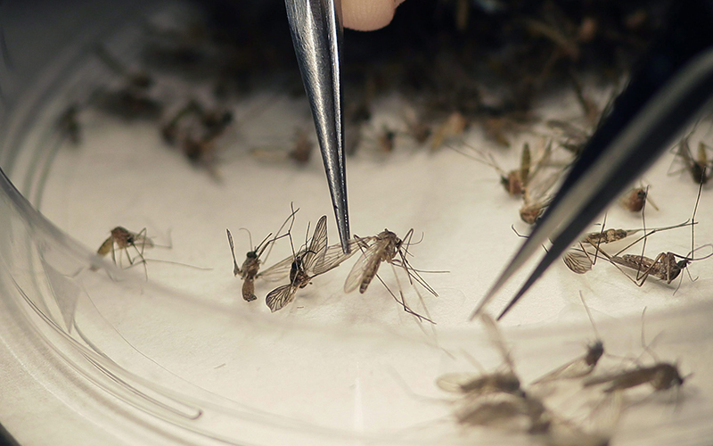 Mosquitoes collected in a trap on Feb. 11, 2016.