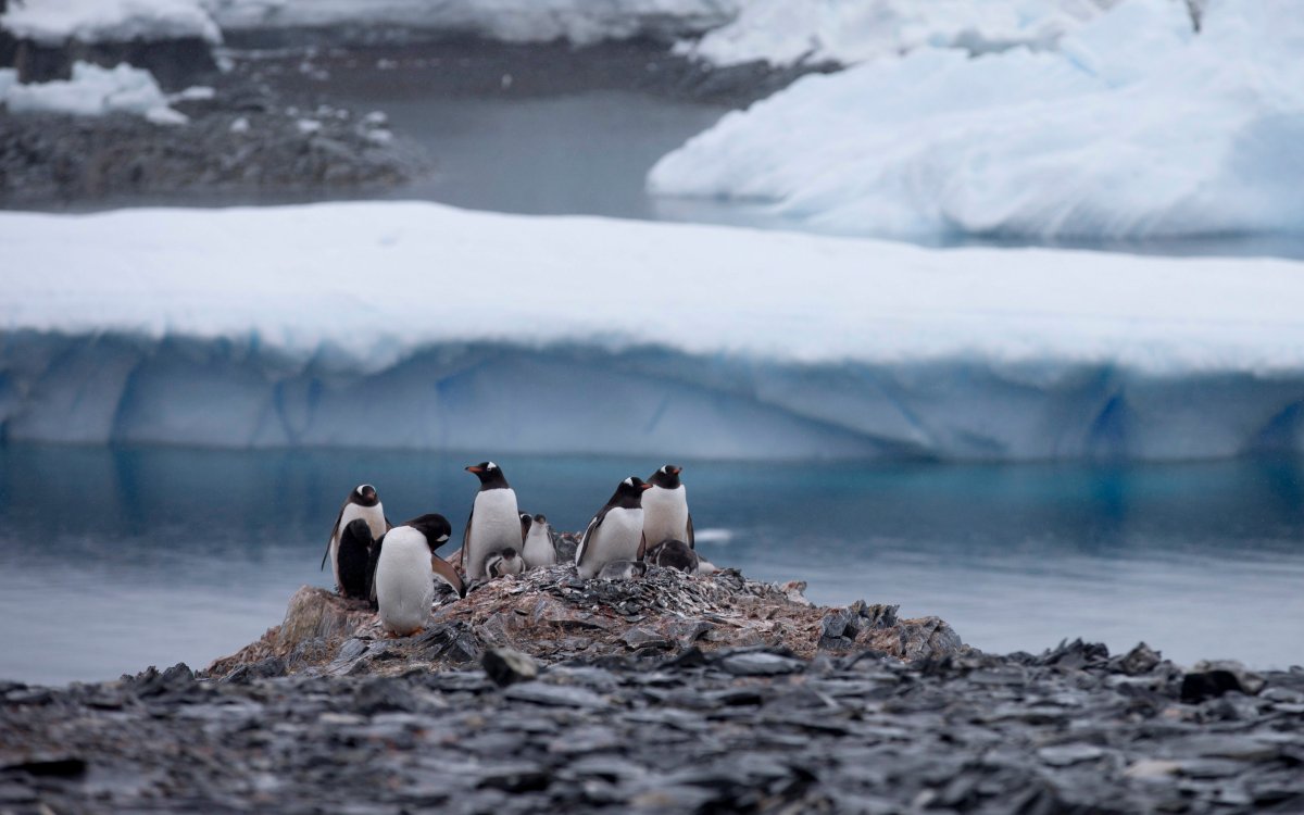 Gentoo penguins stand on rocks near the Chilean station Bernardo O'Higgins, Antarctica. A scientific study released in Feb. 2016 says an estimated 150,000 Adelie penguins have died in Cape Denison, Antarctica in the five years since a giant iceberg blocked their main access to food. 