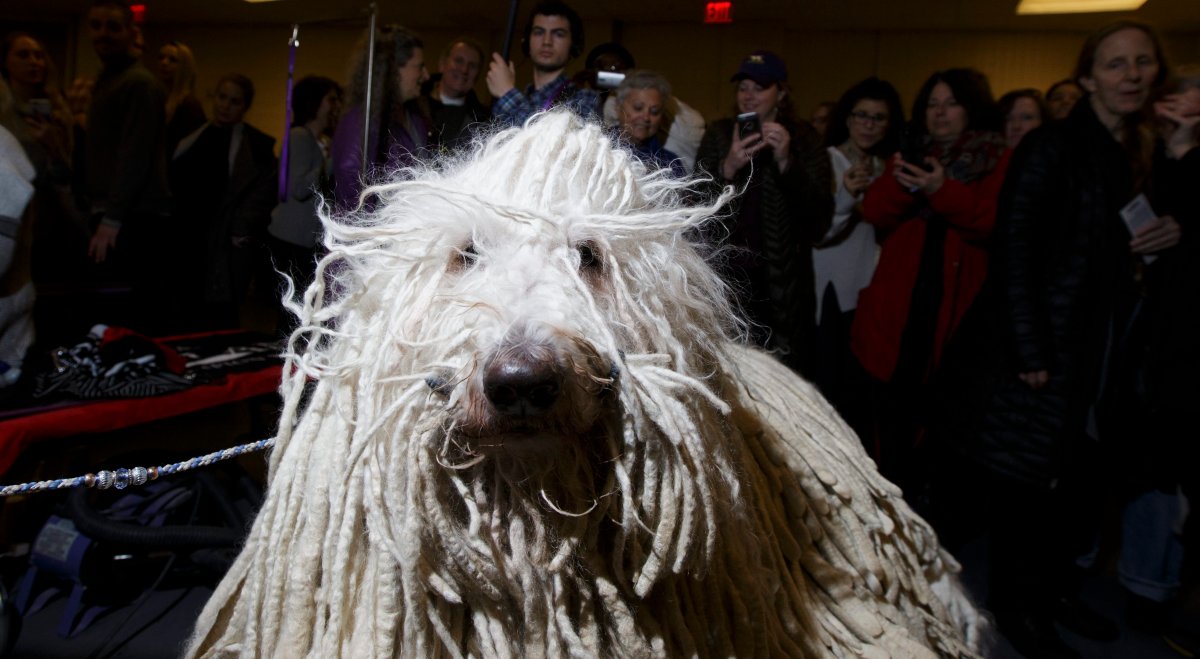 Westminster dog show prize goes to German shorthaired pointer