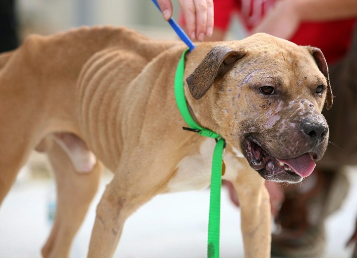 To kill or not to kill? Ontario SPCA seeks to destroy 21 alleged fighting  dogs 