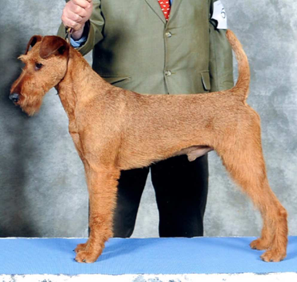 Irish Terrier, Dart, won 'Best of Breed' .