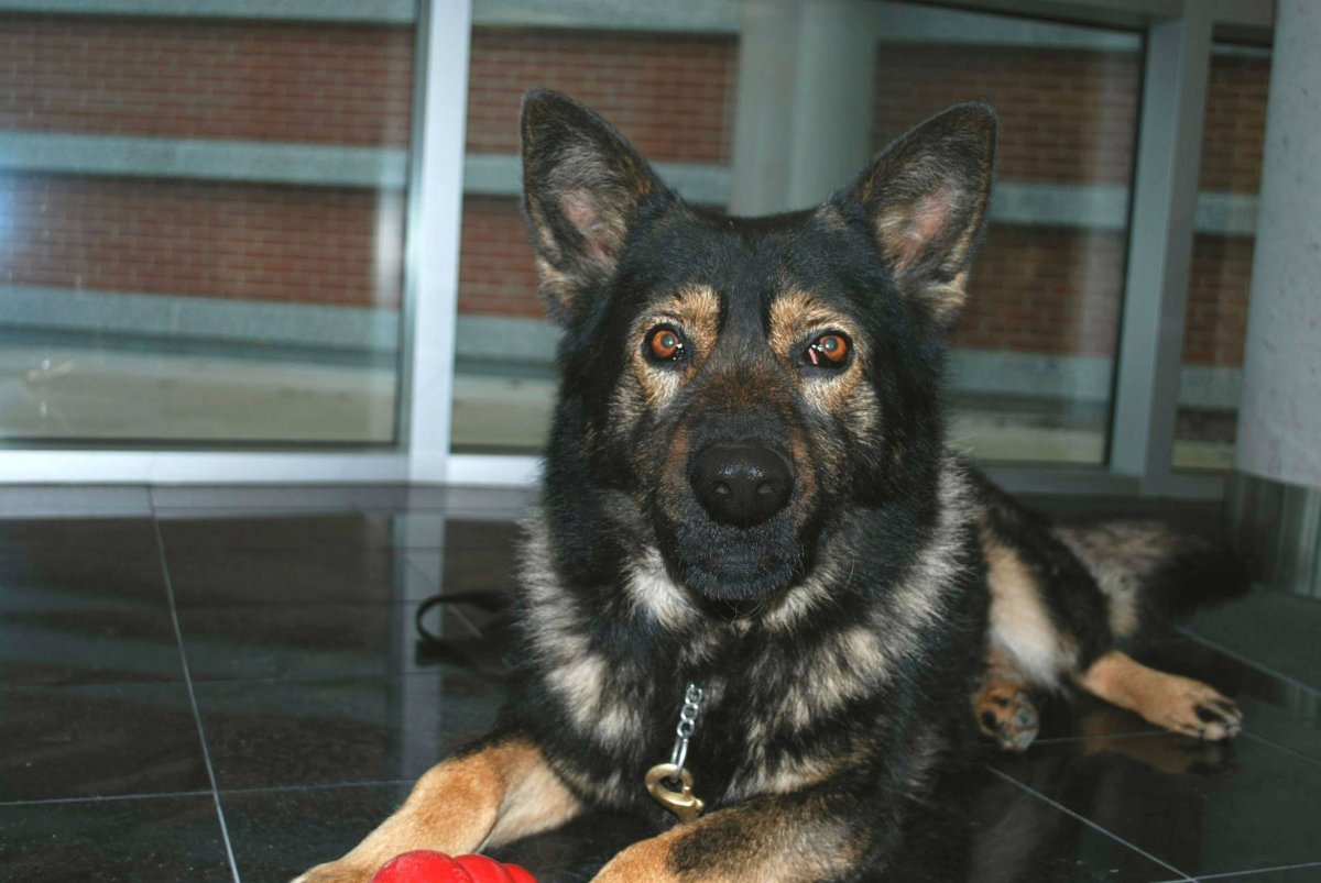 Elvis the RCMP service dog is pictured here. 