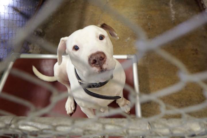 Pit bull puppy.