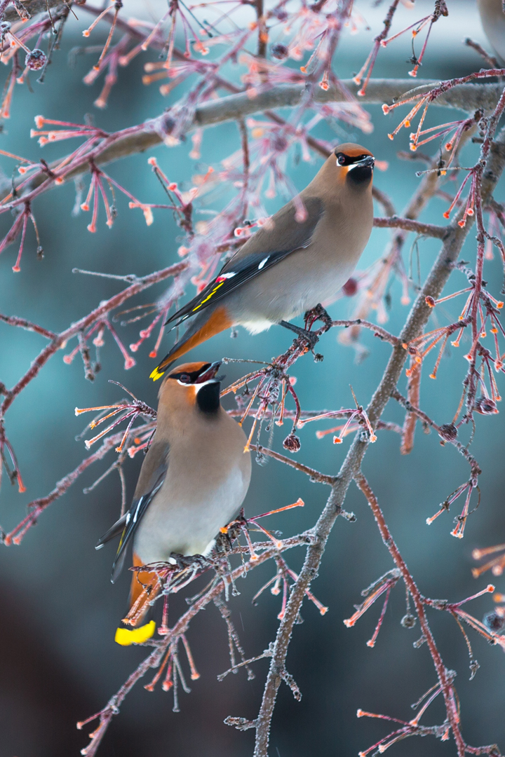 Feb. 23: James Fisher took this Your Saskatchewan photo near Unity of some Bohemian Wax Wings