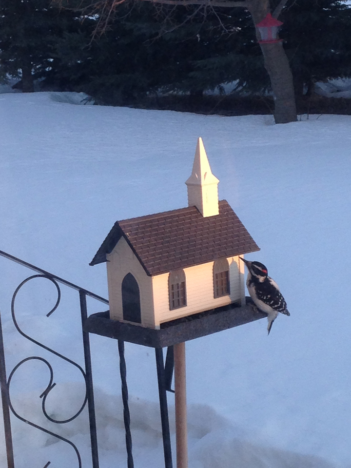 Feb. 29: This Your Saskatchewan photo was snapped in Rhein by Karen Stepko.