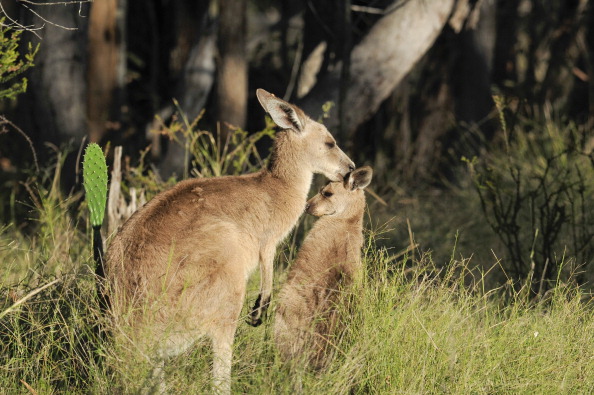 Eastern grey kangaroo in Western Darling Downs, southern Queensland, Australia (Photo by: Auscape/UIG via Getty Images).