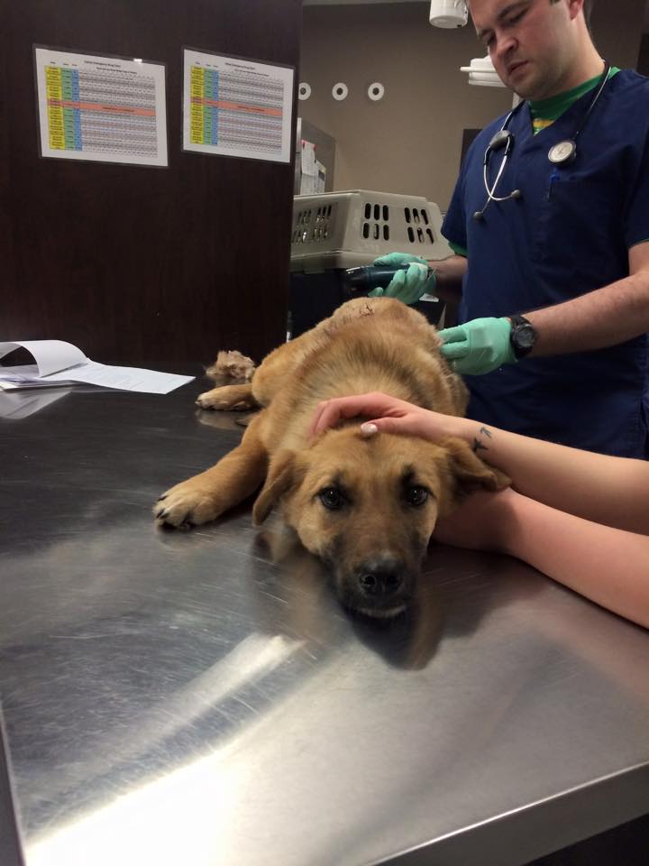 9-month-old puppy lucky to be alive after being shot with bow and arrow - image