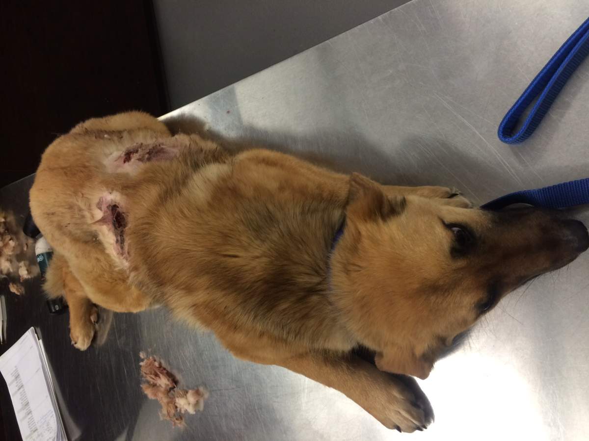 9-month-old puppy lucky to be alive after being shot with bow and arrow - image