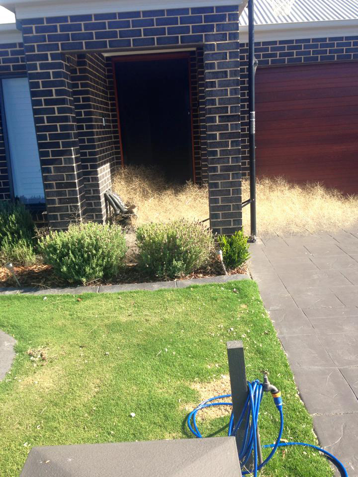 Hairy panic tumbleweed is overtaking some homes in Wangaratta, Australia.