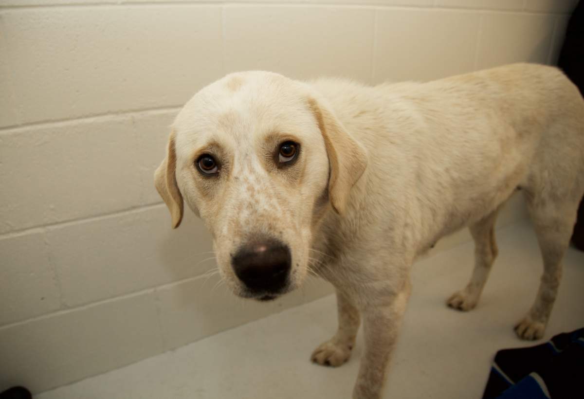 B.C. man charged with animal cruelty for the 4th time - image