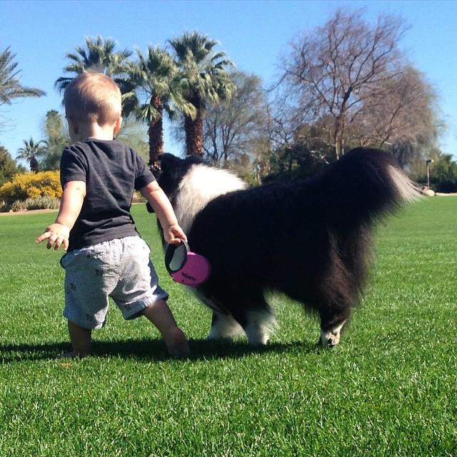 Blackberry will be competing in the Westminster Kennel Club Dog Show in New York City.