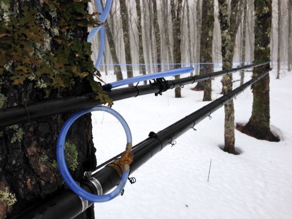 Quebec's abundance of maple syrup supply is a result of strict restrictive rules. File photo.