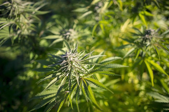 An 80-year-old man who ran a multistate marijuana-dealing operation faces sentencing in a plea agreement that calls for up to seven years in prison.
