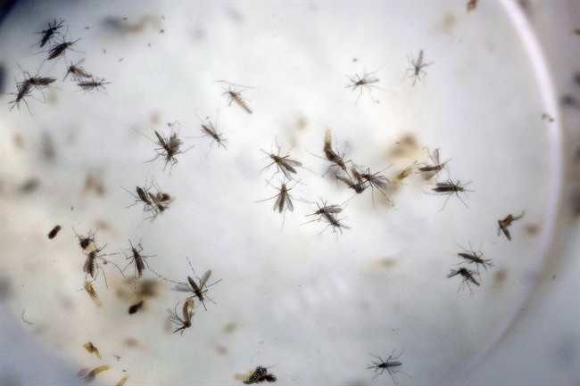 In this Feb. 11, 2016, file photo, Aedes aegypti mosquitoes float in a mosquito cage at a laboratory in Cucuta, Colombia.