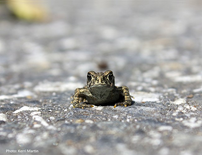 Tiny toads put squeeze on B.C. village - image