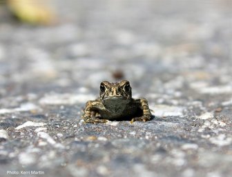 toad | News, Videos & Articles