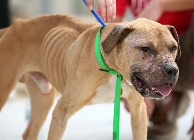 Lawyers are lining up to fight a court application by Ontario's animal welfare organization to destroy 21 dogs that were seized in an alleged dogfighting ring.
