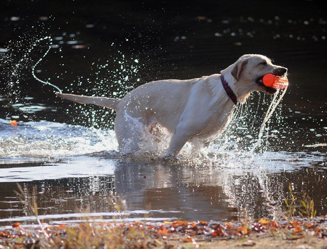 Known for being easygoing, multi-talented and friendly, Labs have held the top spot for longer than any other breed since the AKC started counting in the 1880s. 