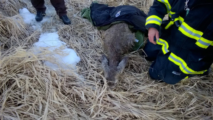 Swift Current firefighters rescued a female deer who fell through the Swift Current Creek on Feb. 22.