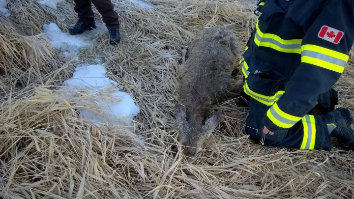 On Feb. 22, Swift Current firefighters rescued a deer that was drowning in the icy Swift Current Creek, then warmed her with blankets and jackets. She was then released back into the wild.