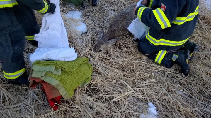 On Feb. 22, Swift Current firefighters rescued a deer that was drowning in the icy Swift Current Creek, then warmed her with blankets and jackets. She was then released back into the wild.