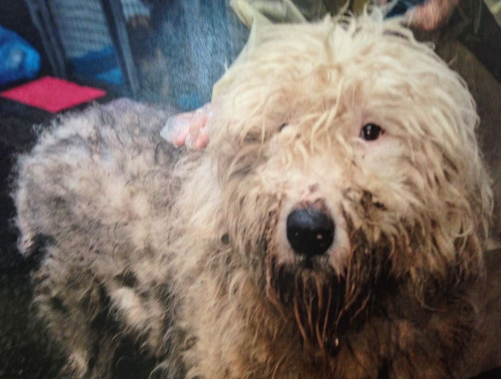 Do You Need A License To Breed Dogs In Canada