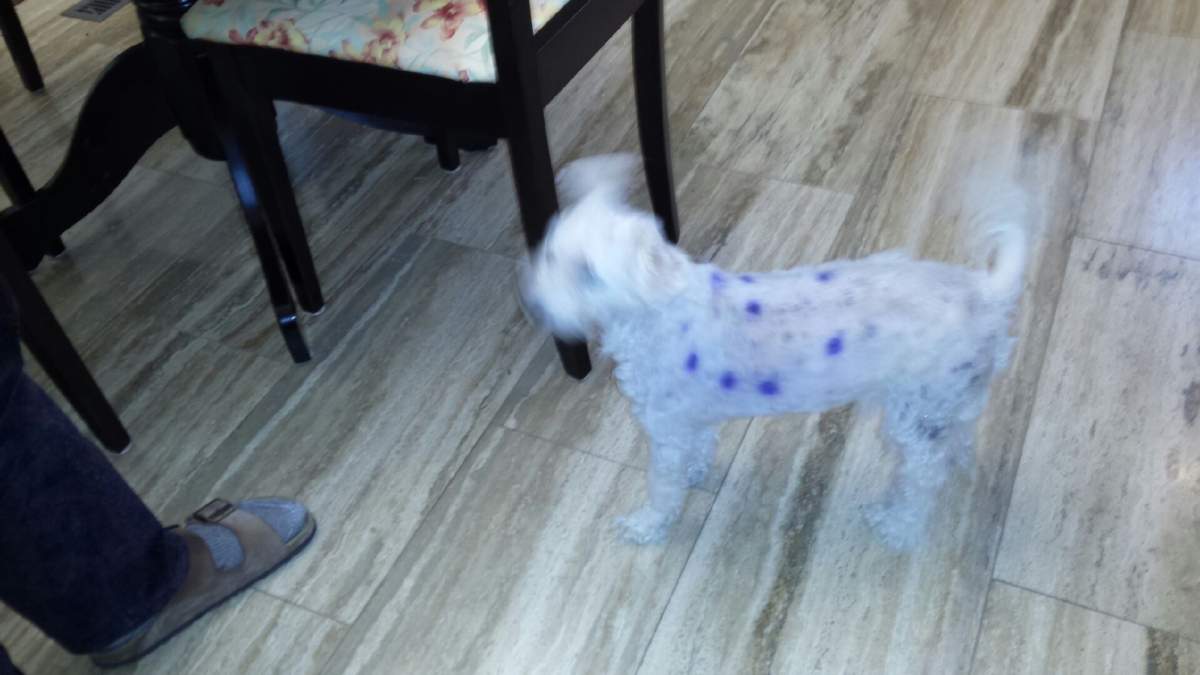 Lost dog on Kijiji claimed by fake owner, shaved, returned - image