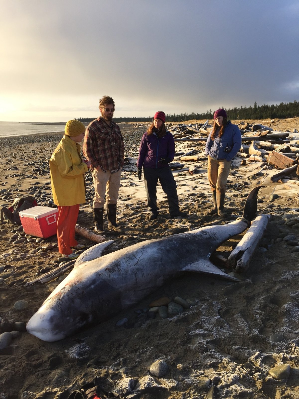 Body of rare dolphin washes up in Haida Gwaii - image