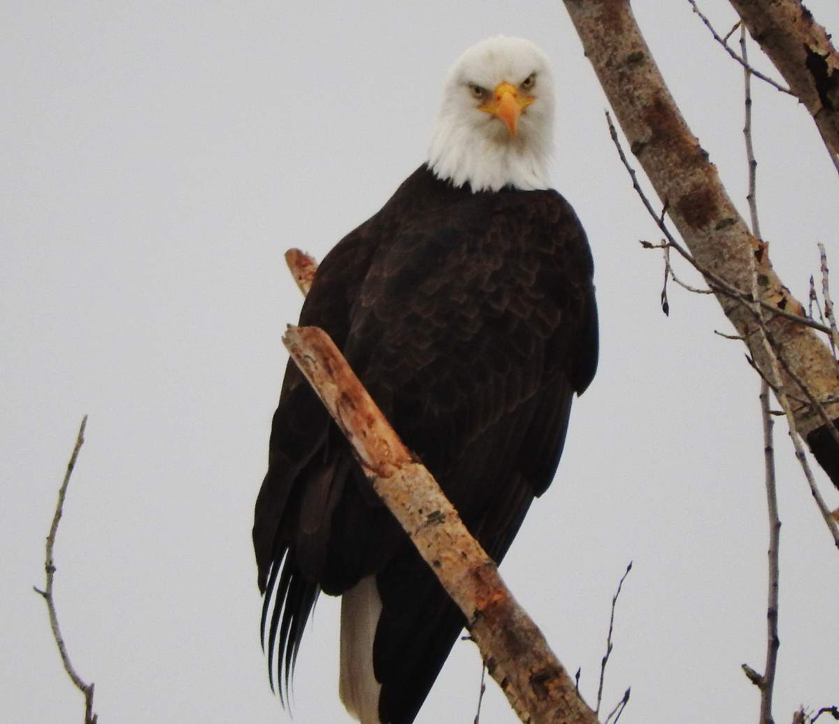 PHOTOS: Vernon’s Great Backyard Bird Count - image