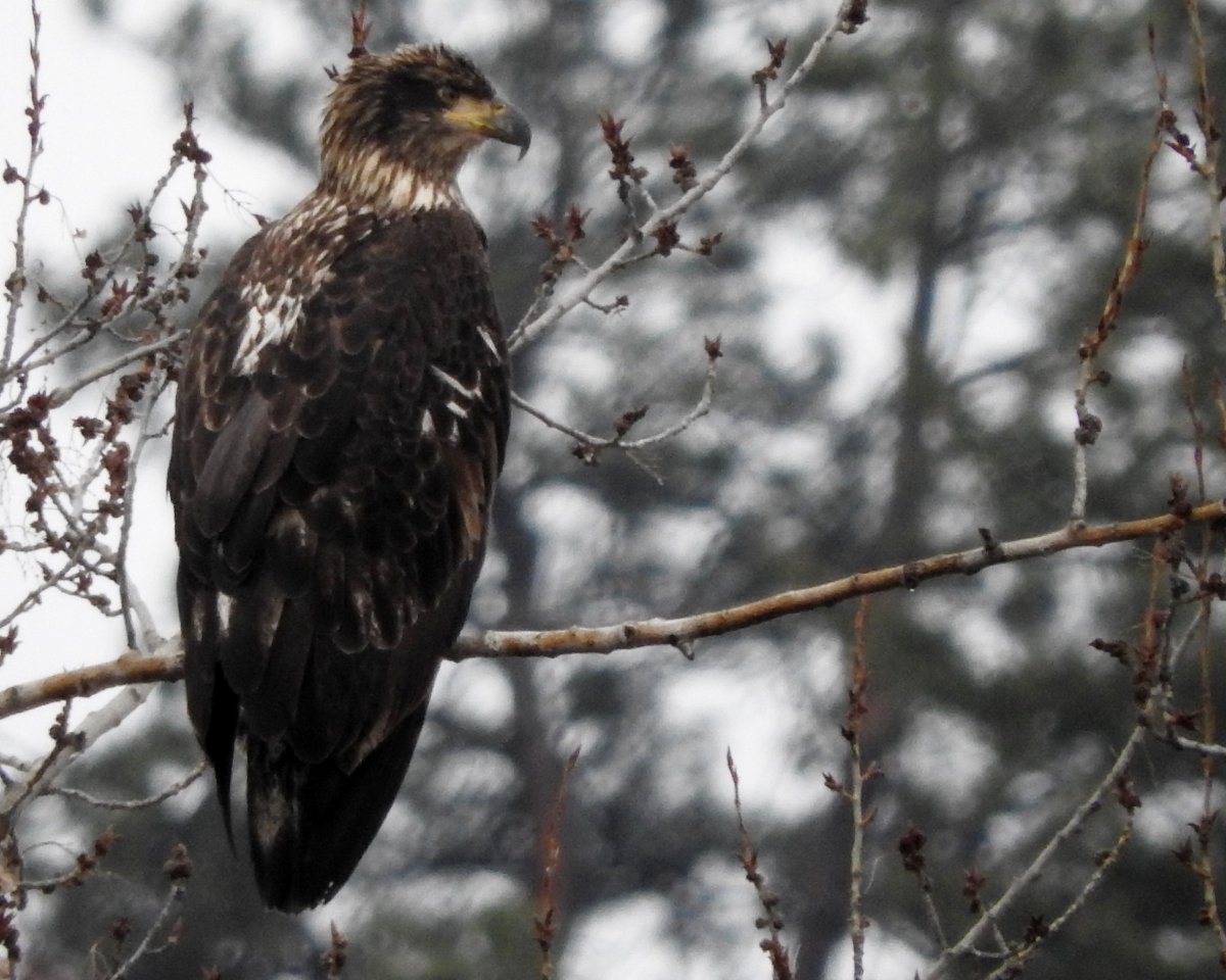 PHOTOS: Vernon’s Great Backyard Bird Count - Okanagan | Globalnews.ca