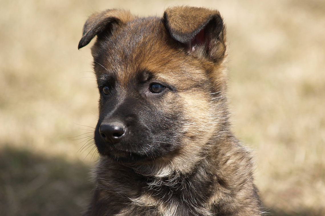 German Shepherd puppy  Ephriam, born at the Police Dog Service Training Centre (PDSTC) in Innisfail, Alta.