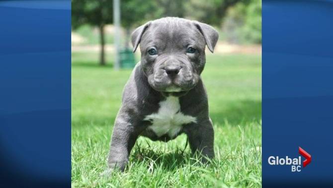 Better Business Bureau Says Online Puppy Sale Scams On The Rise Globalnews Ca