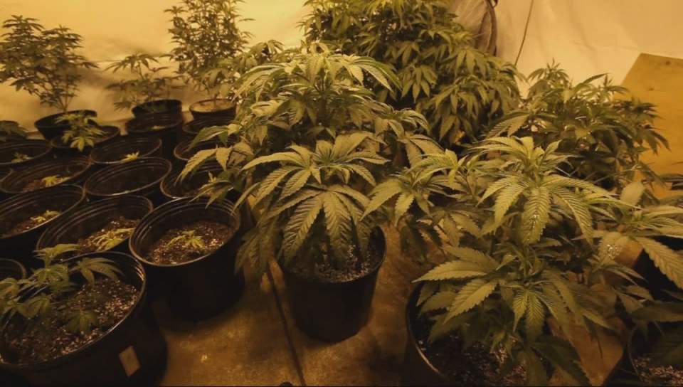Winnipeg Police seized more than half a million dollars worth of marijuana in two separate grow-op busts.