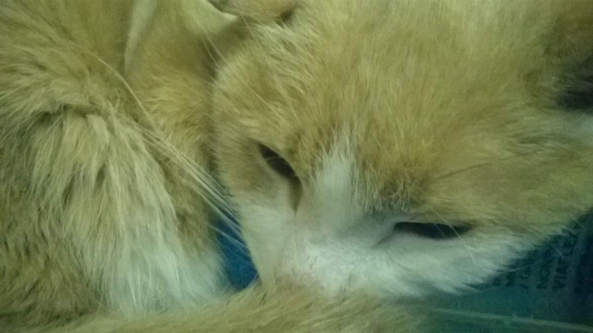 Credit: Christina Bartha.