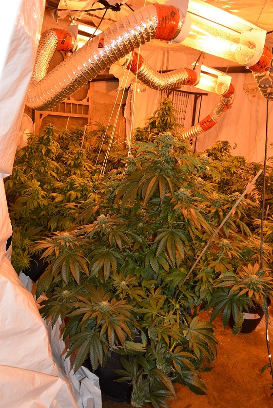 Marijuana plants seized from a home in Mahone Bay. 