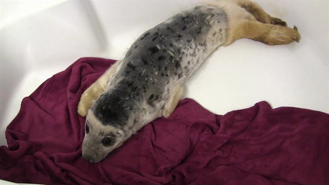 In a video screengrab, an injured grey seal pup, tentatively named Sammy, arrives at Hope for Wildlife in Seaforth, N.S., Thursday, Feb.11, 2016 after being hit by a vehicle. 