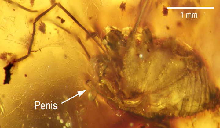 A photograph of the daddy longlegs preserved in amber.