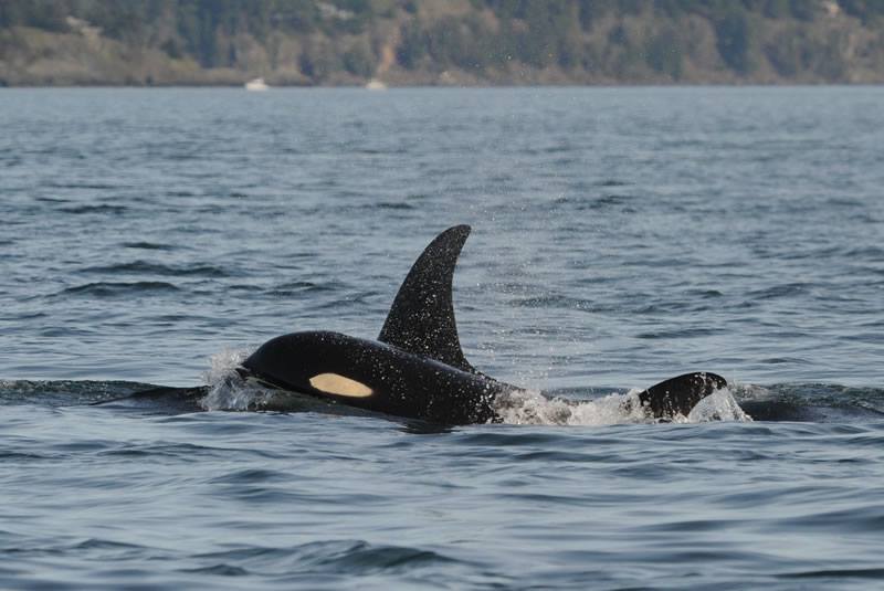 Scientists spotts J49 and J37 without J55.