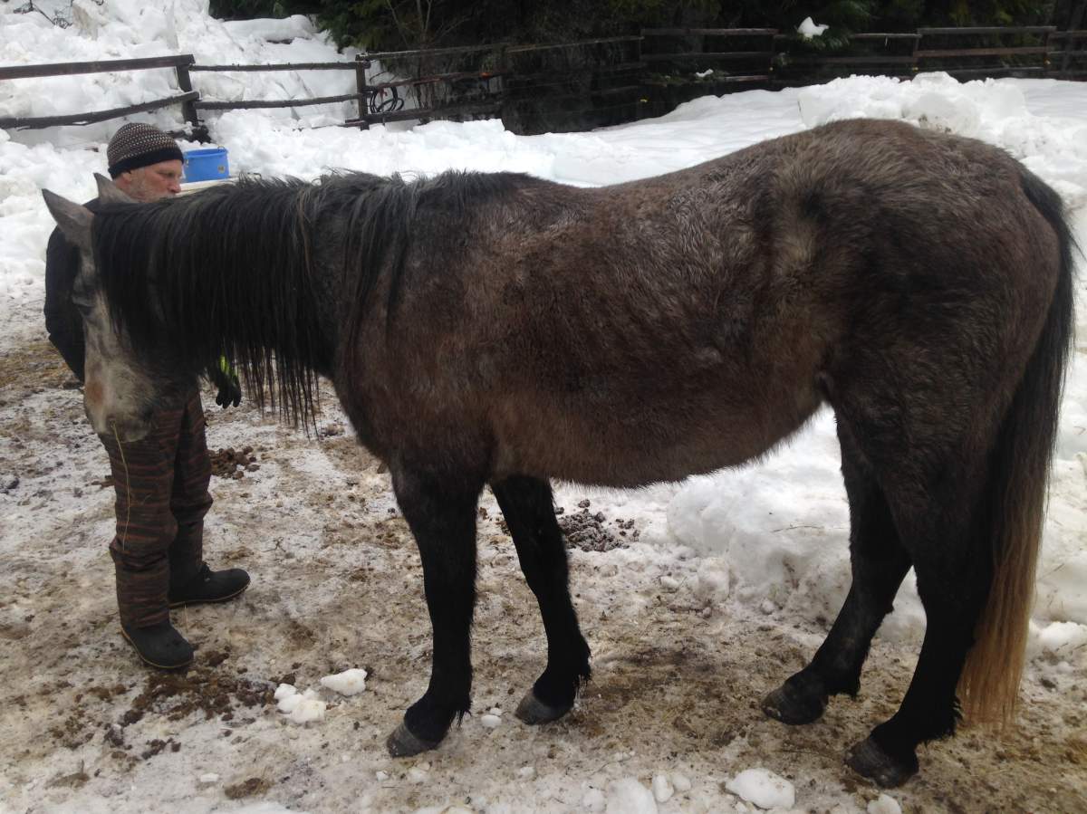 BCSPCA seizes animals from repeat offender - image