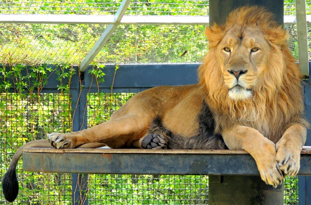 Two Rare Asiatic Lions At Winnipeg Zoo Moving To England To Breed