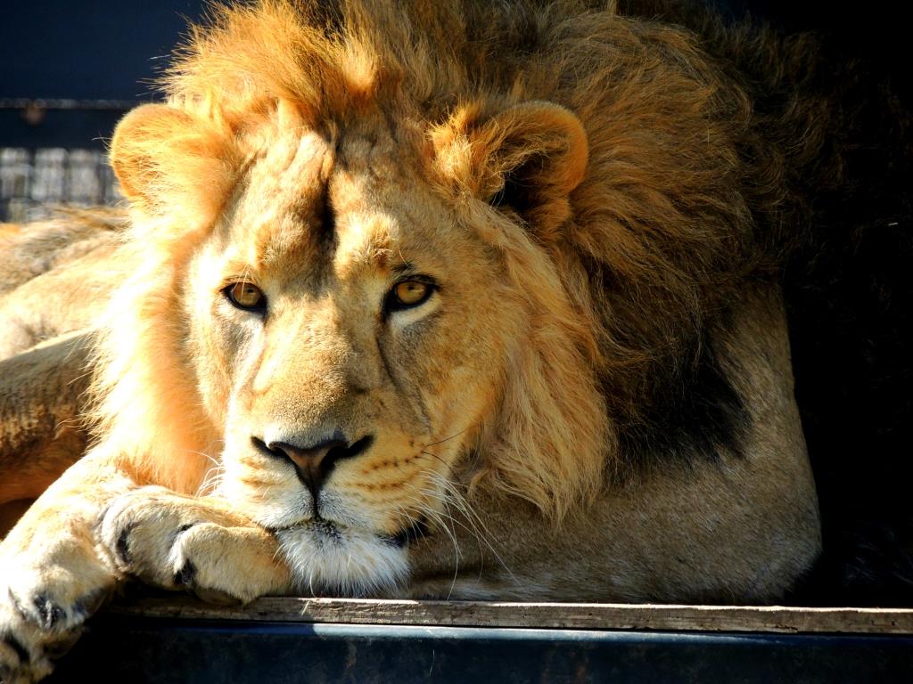 Asiatic lions at Assiniboine Park Zoo moving overseas.